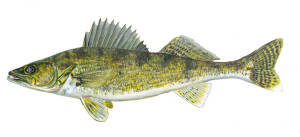 walleye