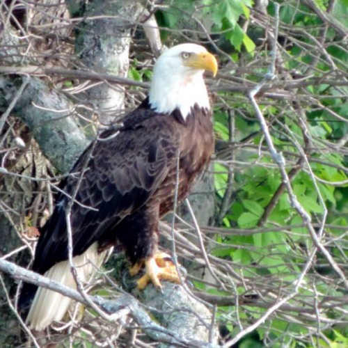 bald eagle perched canadohta lake