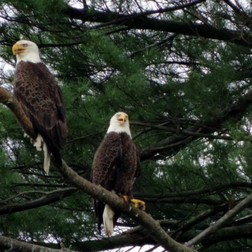 bald eagle pair canadohta lake