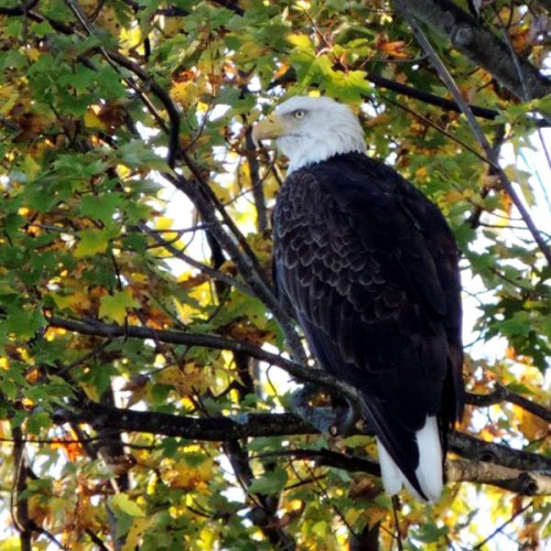 bald eagle fall canadohta lake