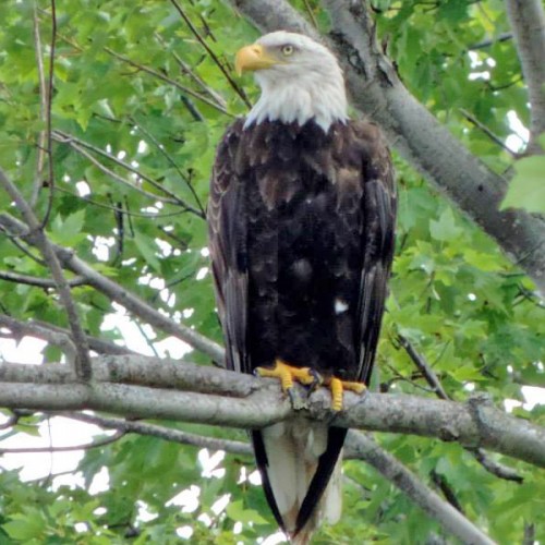 eagle canadohta lake