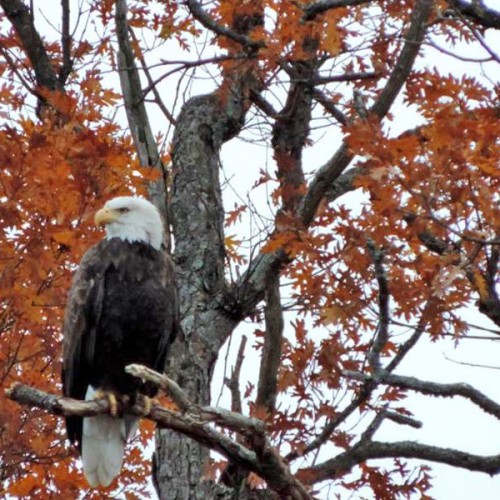 bald eagle in tree canadohta lake