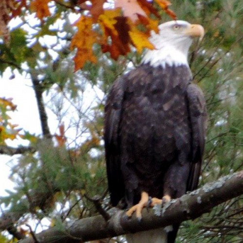 bald eagle canadohta lake